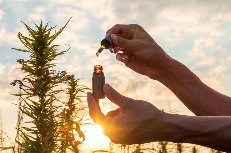 Comment consommer le CBD pour lutter contre les crises de migraine ?